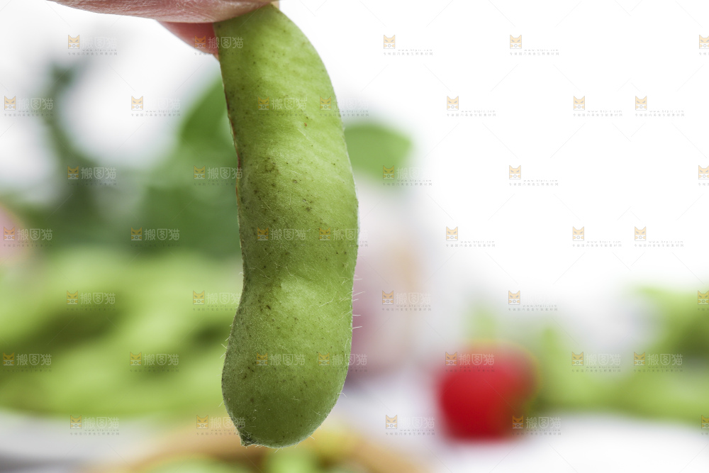 手拿新鲜毛豆