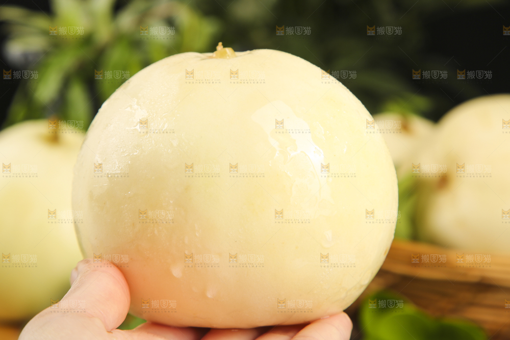 手里拿着陕西阎良甜瓜