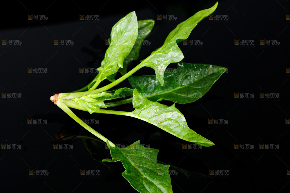 黑底上的菠菜