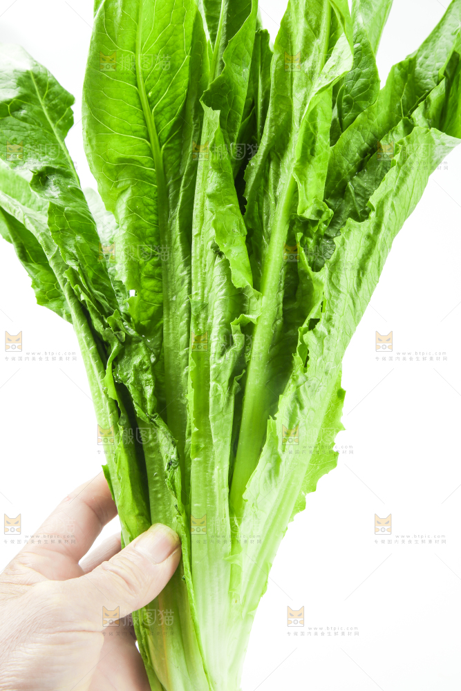 白底上的嫩油麦菜