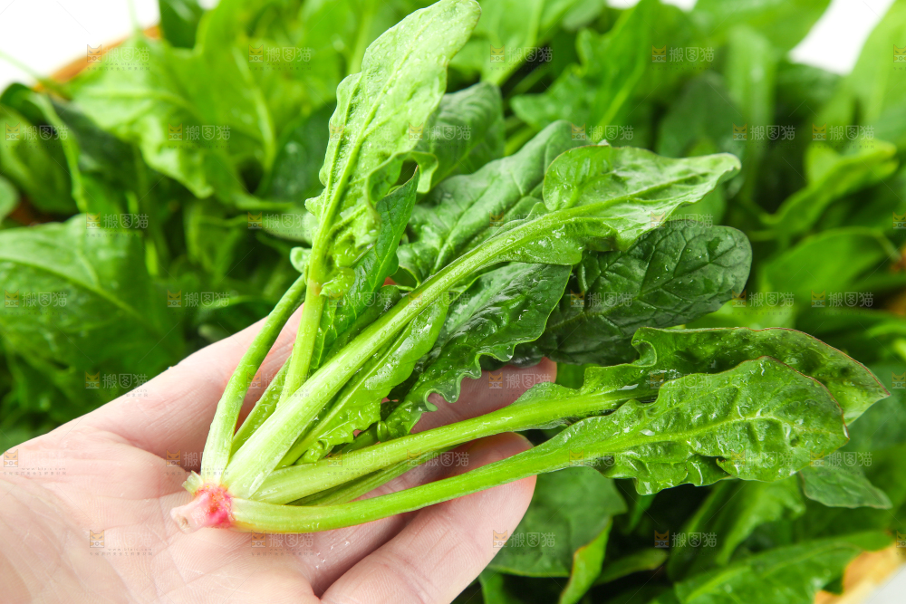 手里拿着嫩菠菜