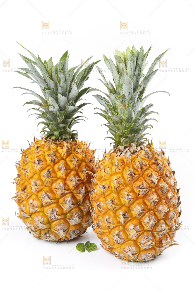 白底上的徐闻菠萝