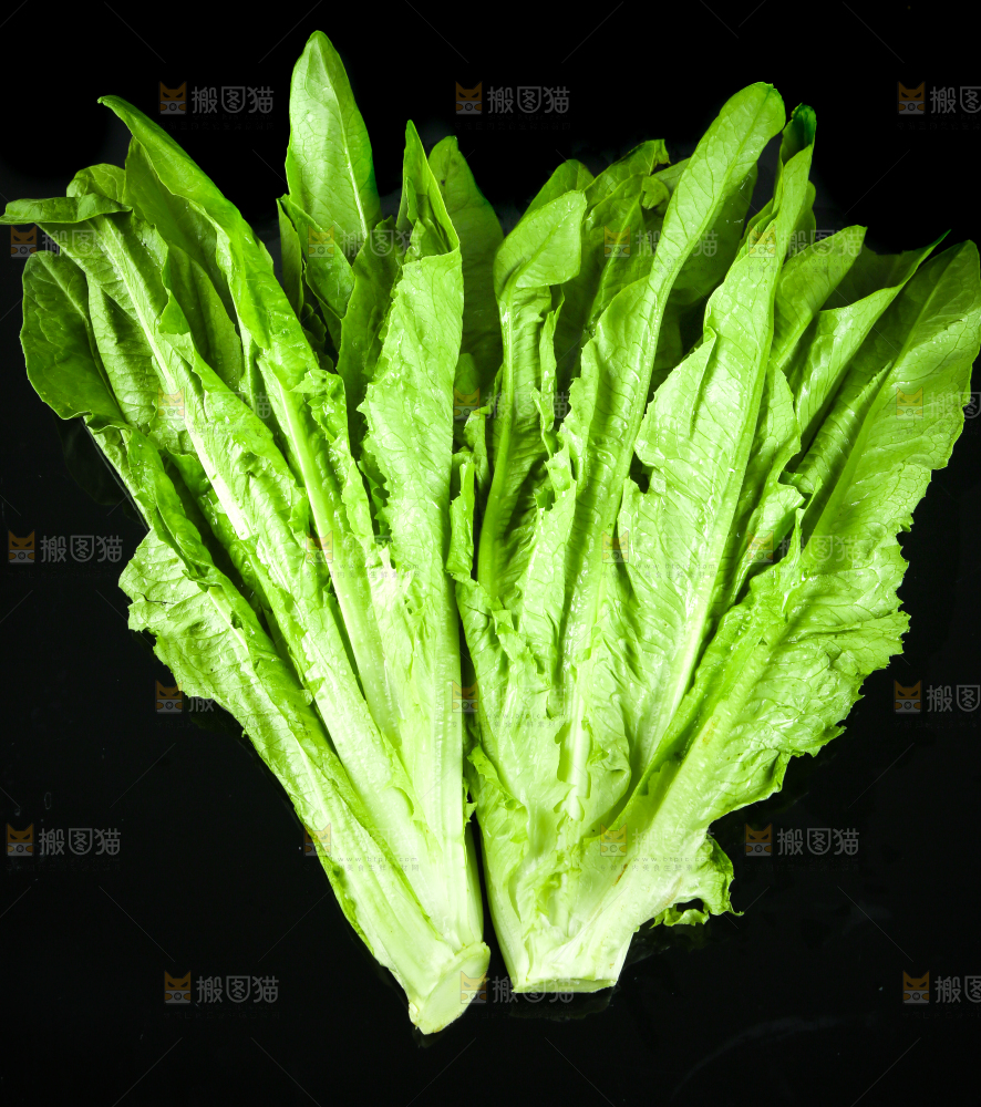 黑底上摆放着油麦菜
