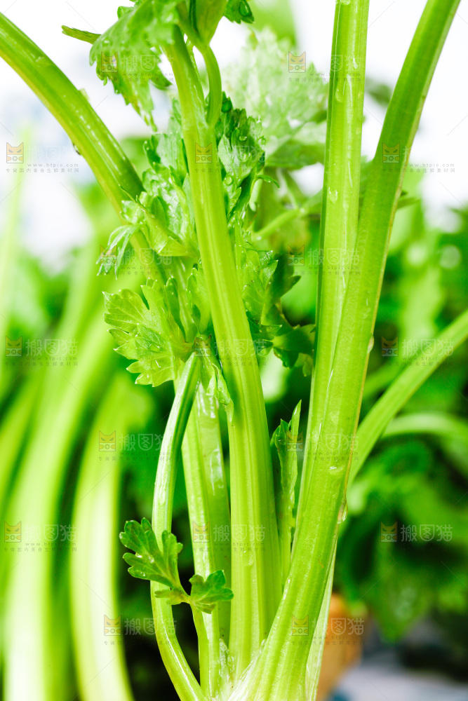 黑底上放着青芹菜