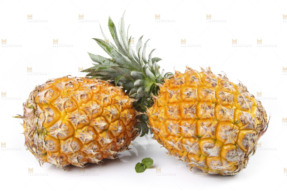 白底上的徐闻菠萝