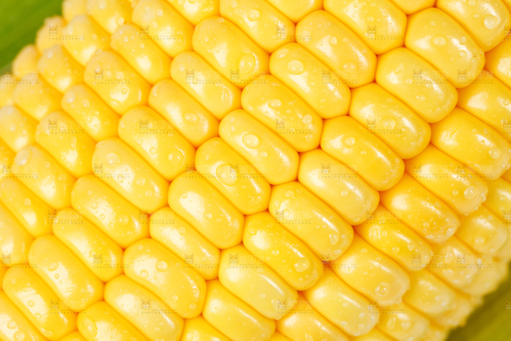 白底上堆放着新鲜玉米
