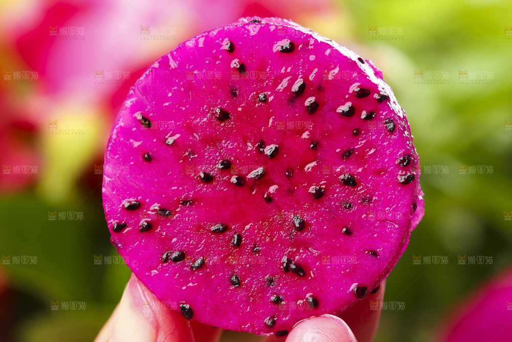 手拿着新鲜火龙果果肉