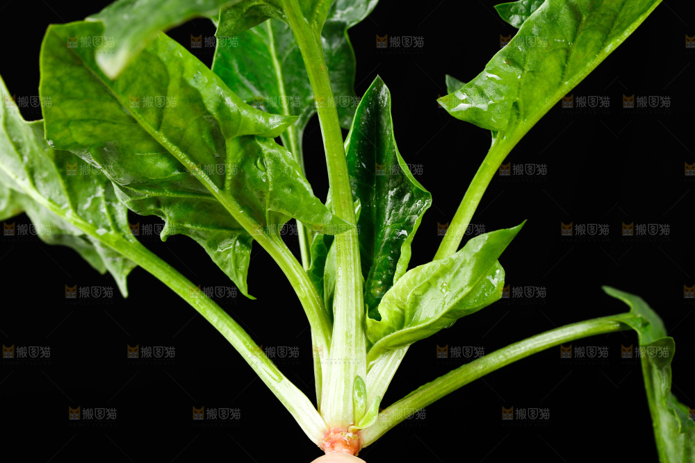 黑底上的菠菜