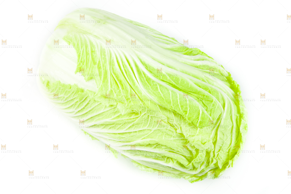 白底上的新鲜大白菜