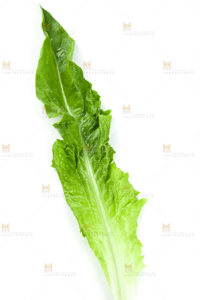 白底上摆放着油麦菜