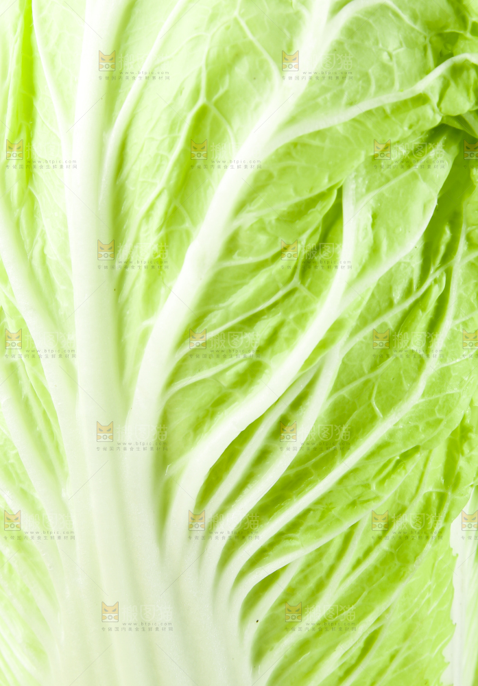 一片大白菜叶子