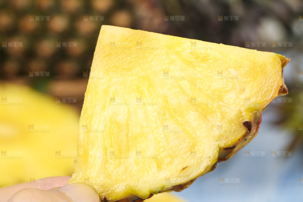 手拿切开的海南金钻凤梨