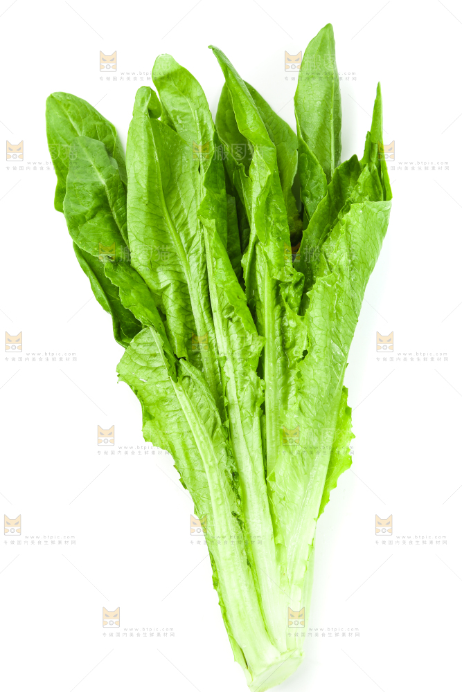 白底上的嫩油麦菜