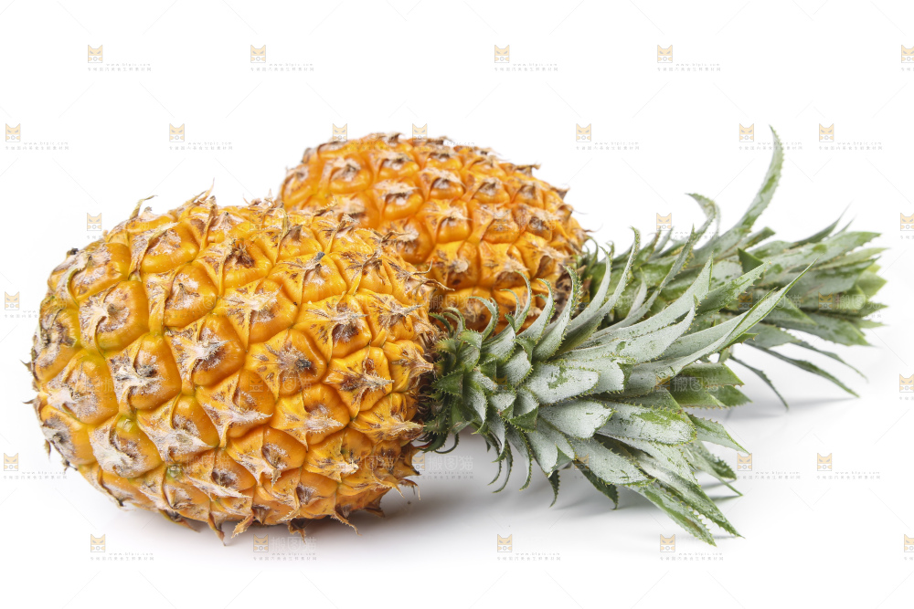 白底上的徐闻菠萝