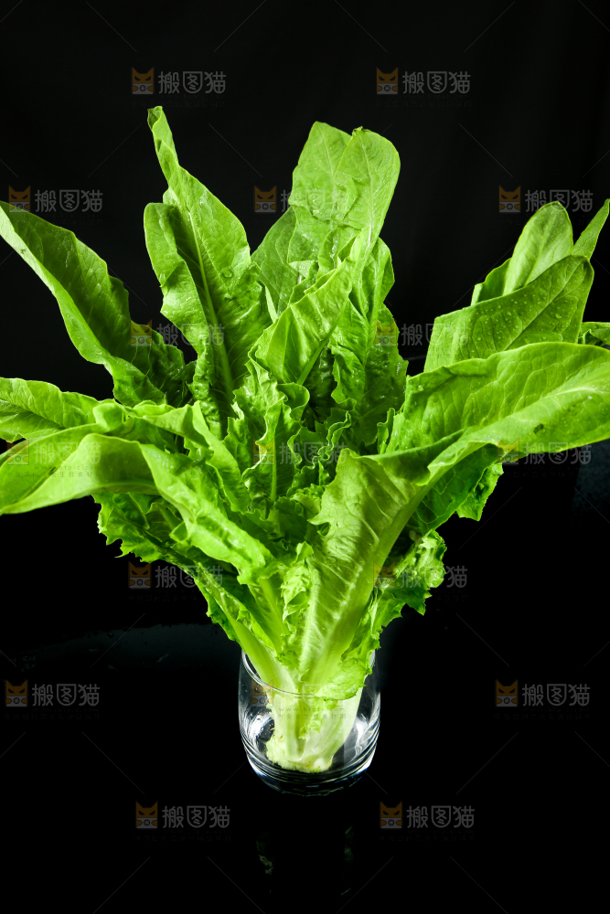 黑底上摆放着油麦菜