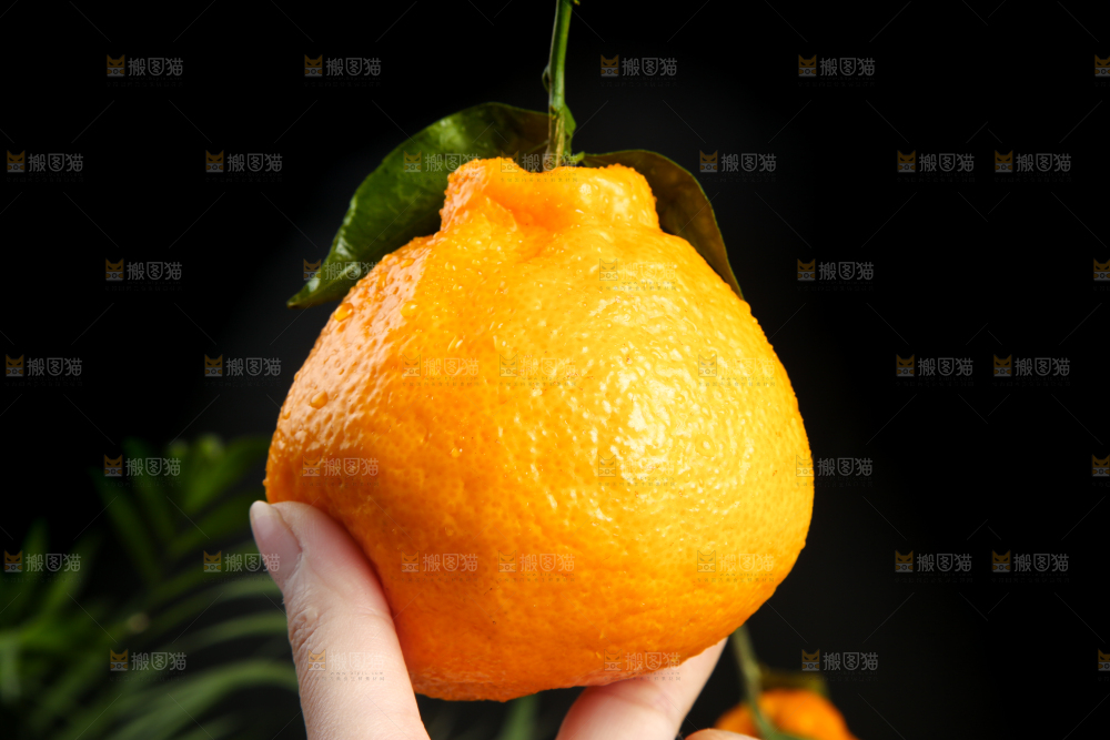 手拿新鲜丑八怪