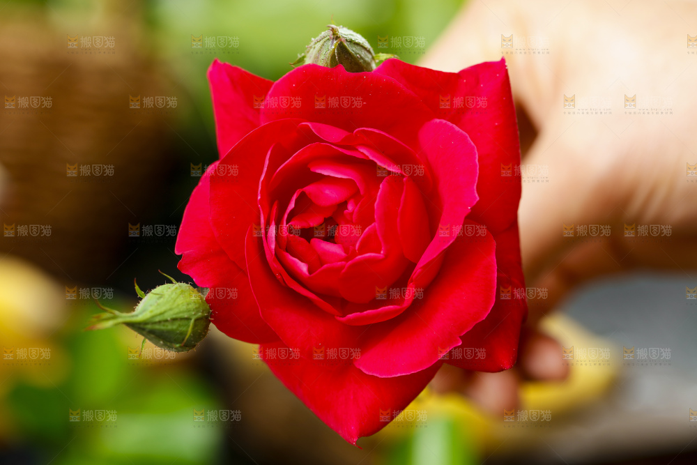 一朵红色玫瑰花