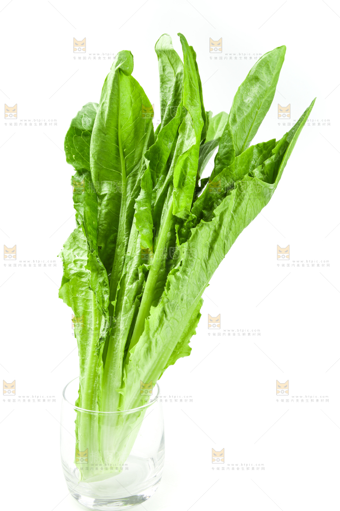 白底上的嫩油麦菜