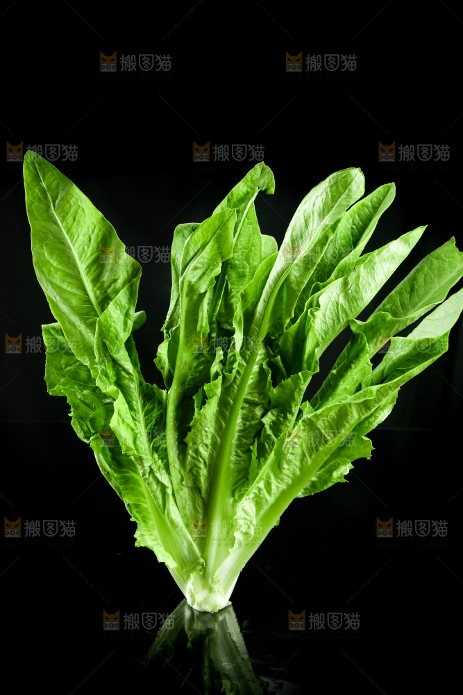 黑底上的油麦菜