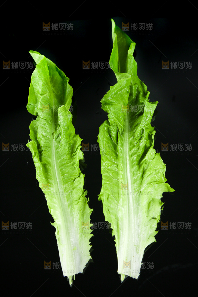 黑底上的油麦菜