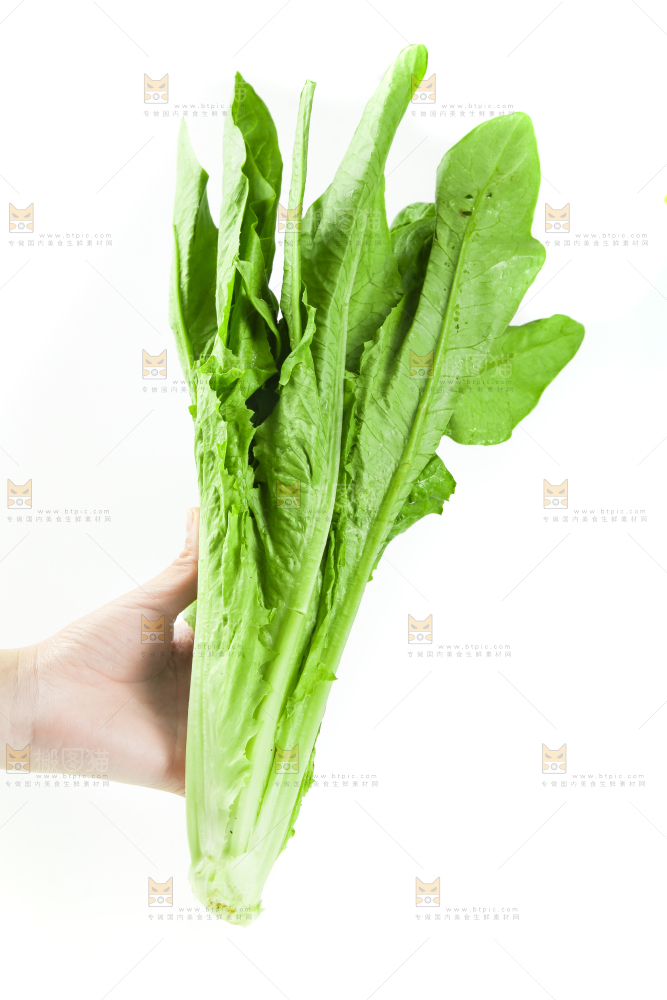 白底上的嫩油麦菜