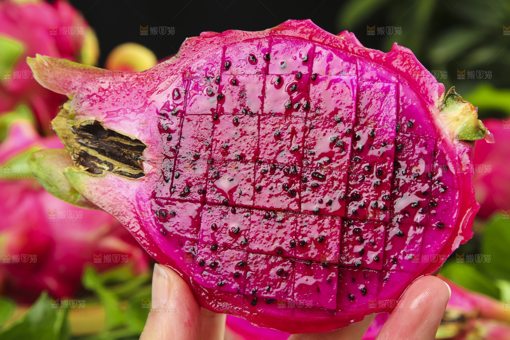 手拿切开的红心火龙果