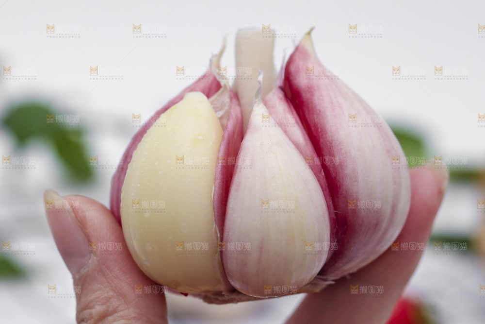手拿新鲜紫皮大蒜头