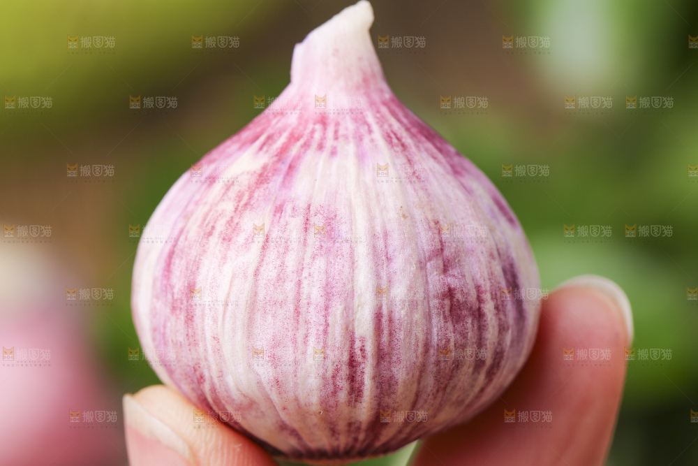 手拿独头蒜