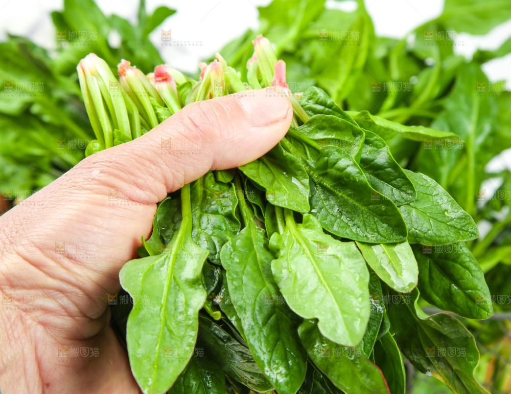 手里拿着一把菠菜