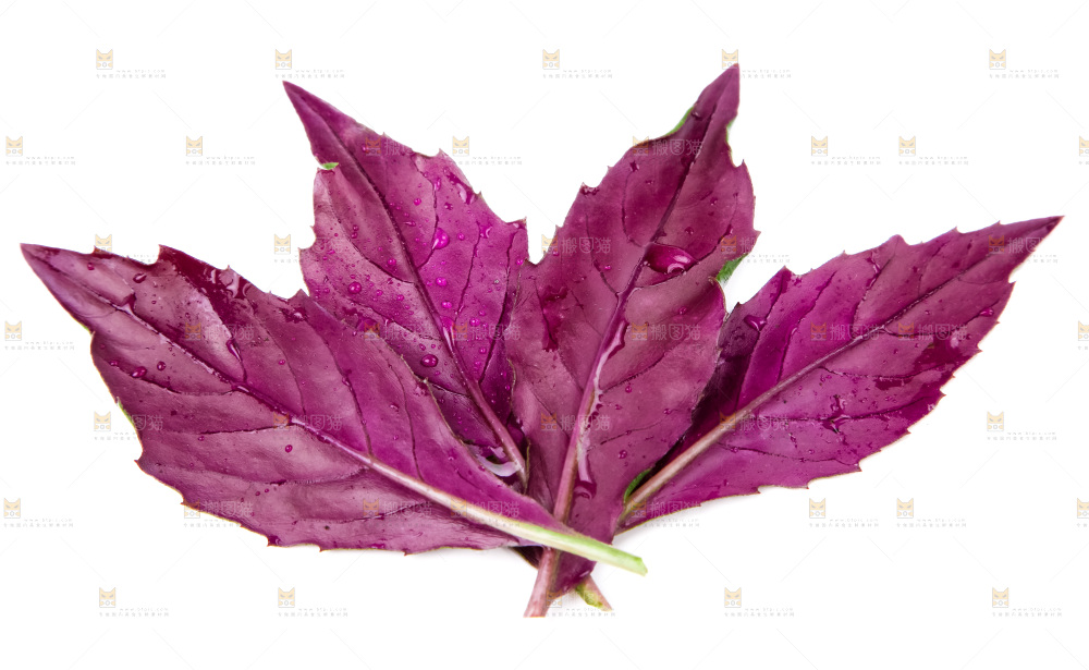 白底上摆放着血皮菜