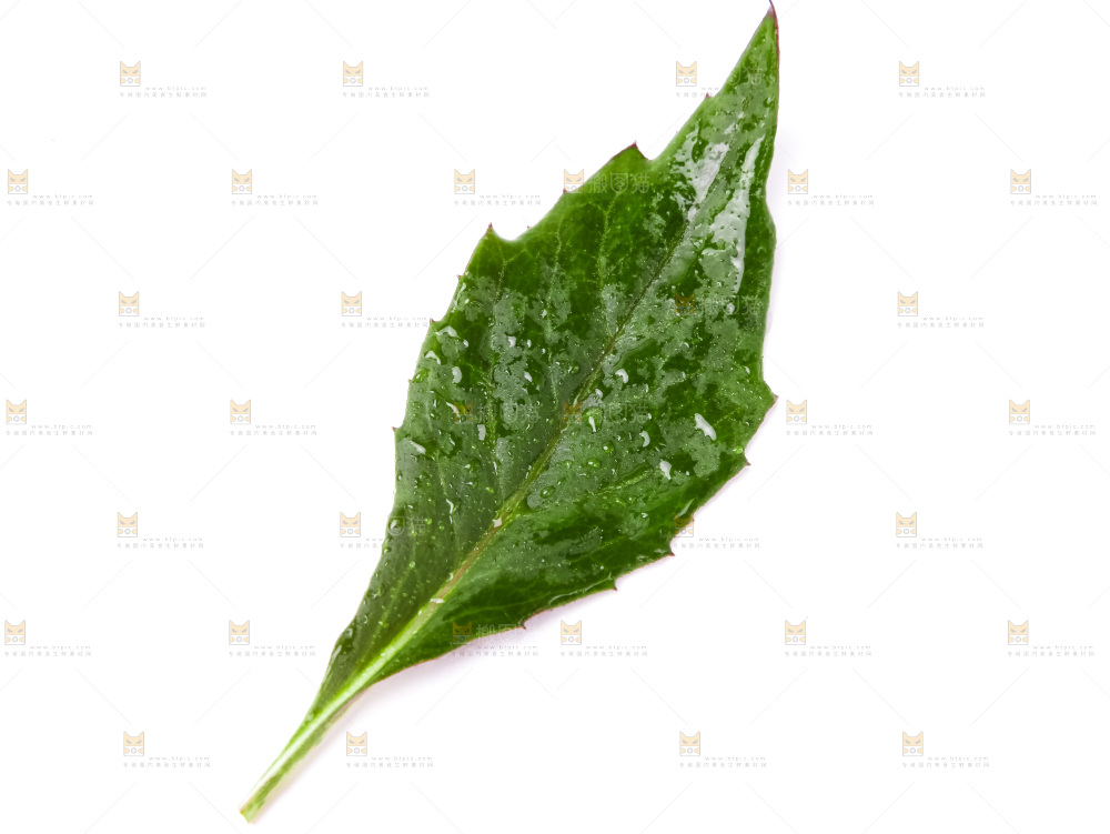 白底上摆放着血皮菜