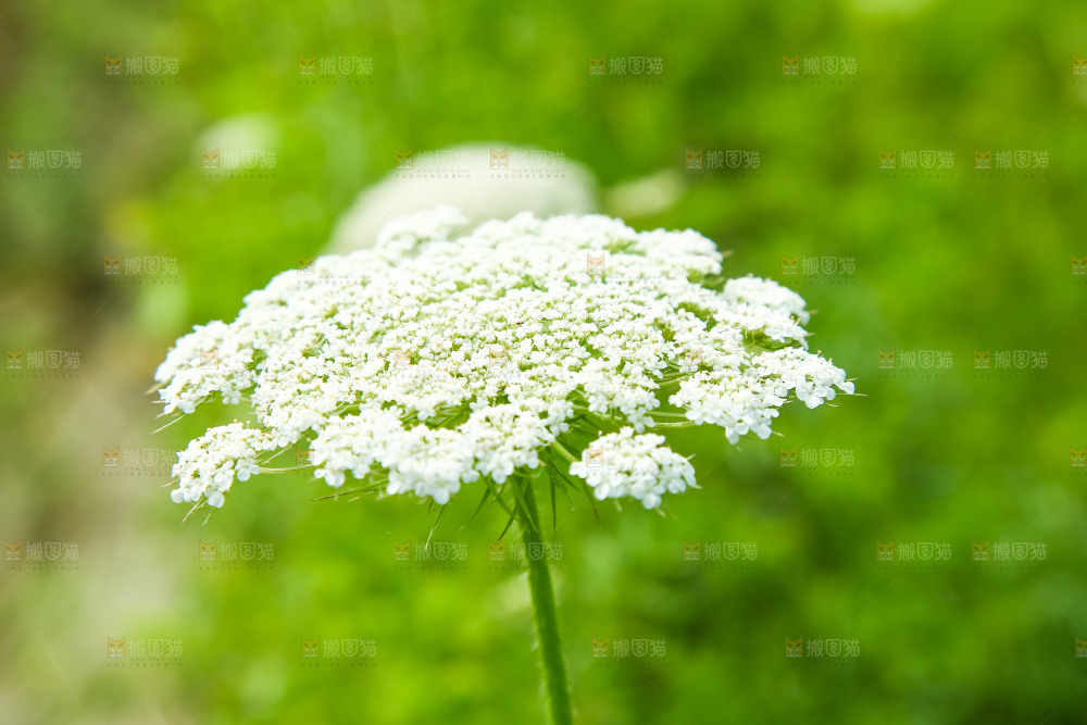 野胡萝卜花