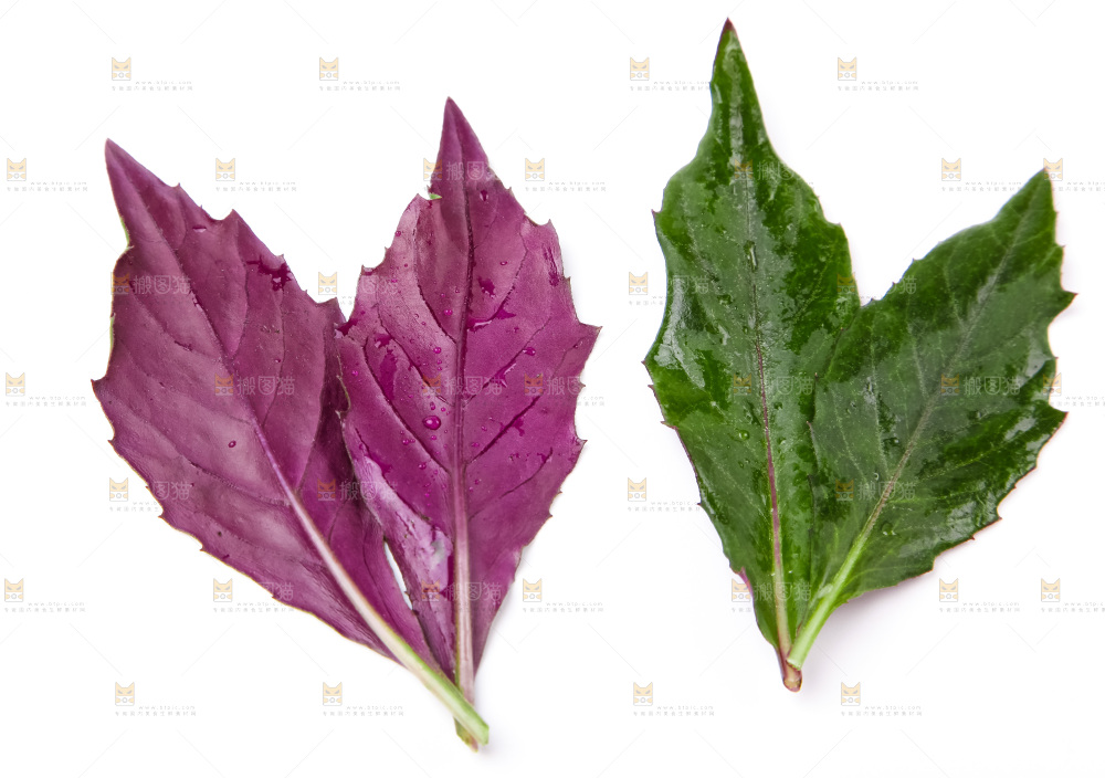 浅底上放着紫背菜