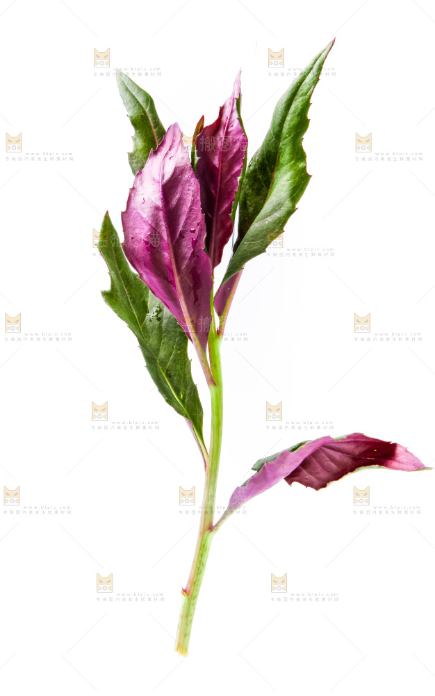 白底上摆放着血皮菜