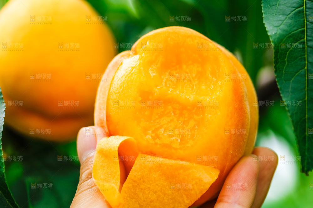 手里拿着黄皮黄桃