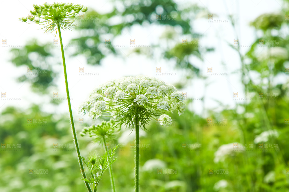 野胡萝卜花