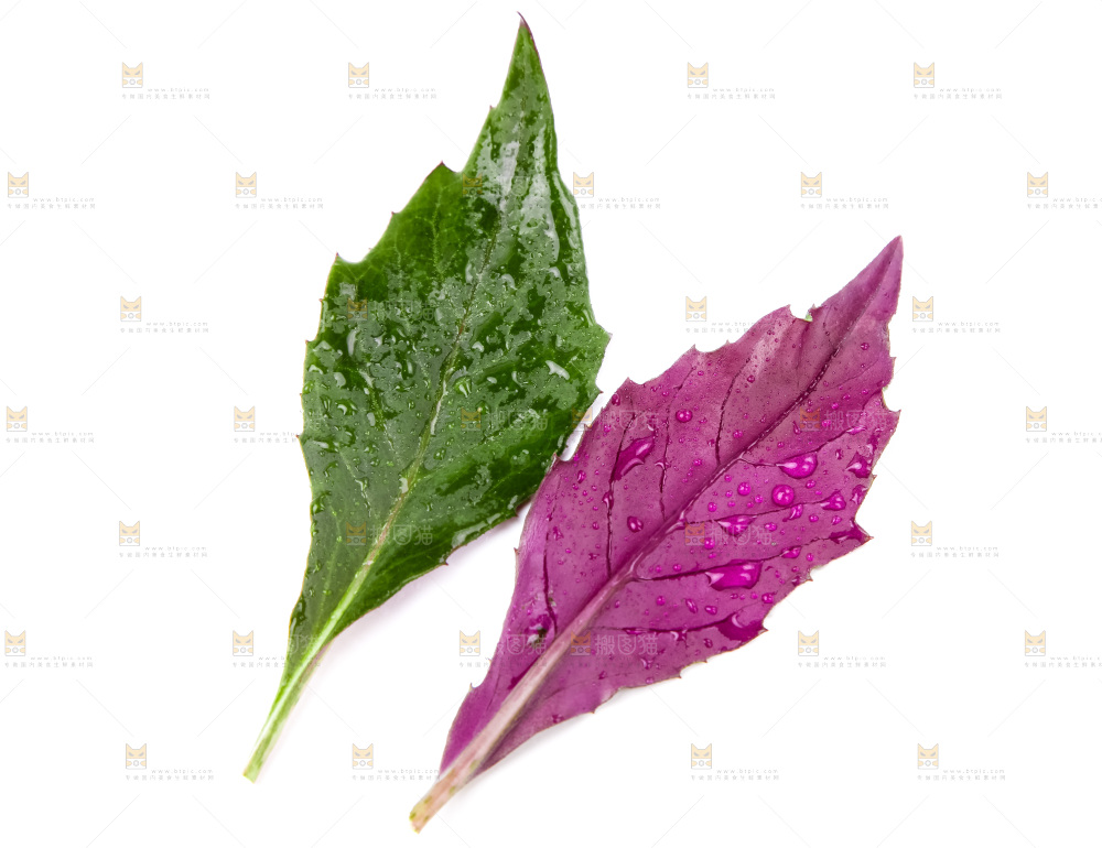 白底上摆放着血皮菜