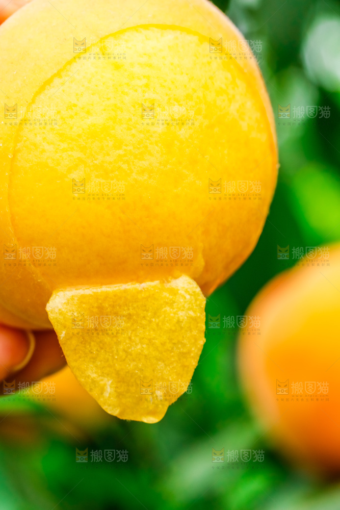 手里拿着黄肉毛桃