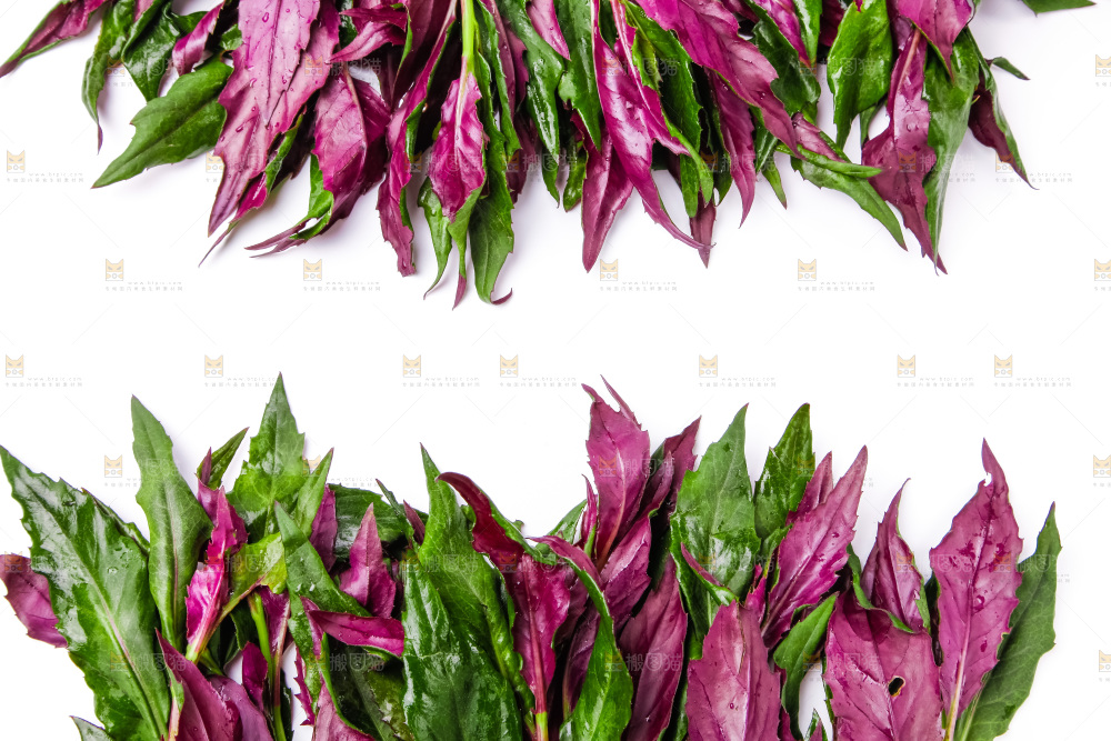 浅底上放着紫背菜