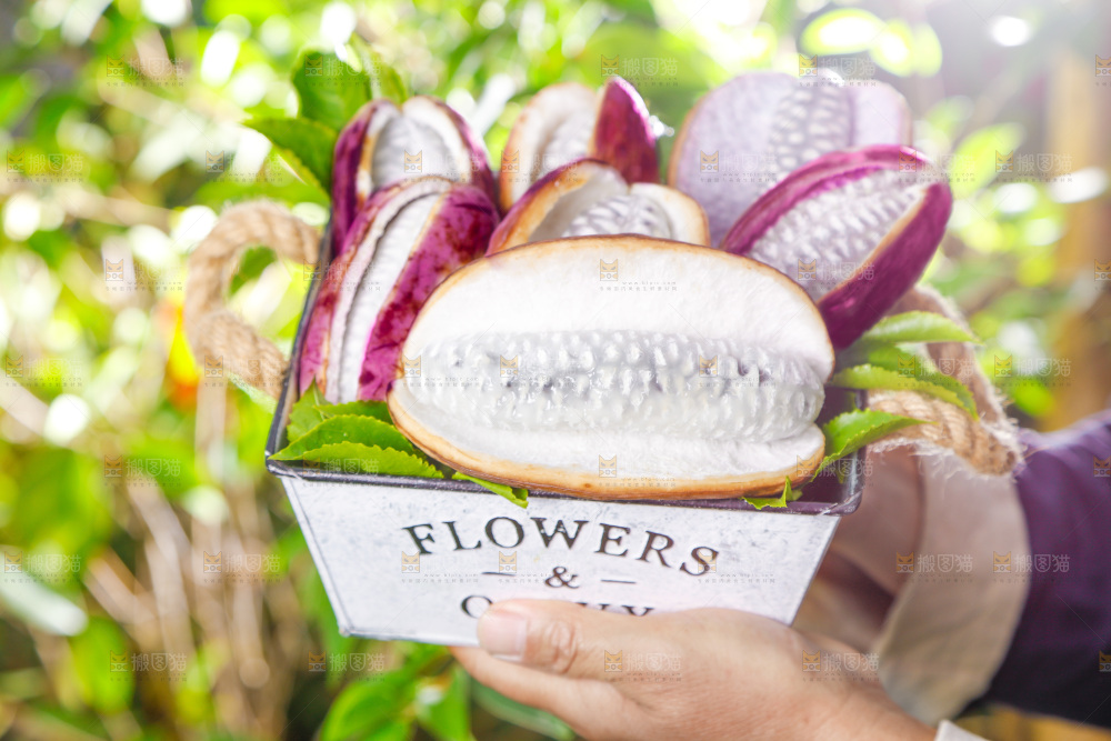 手里拿着新鲜八月瓜