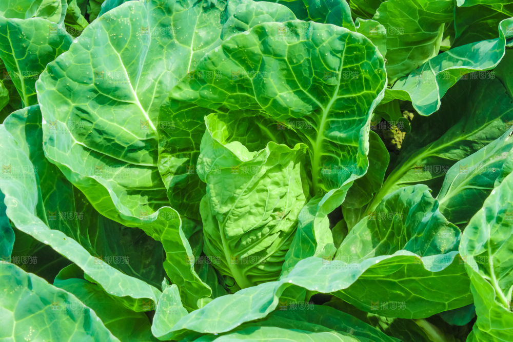地里种着包菜