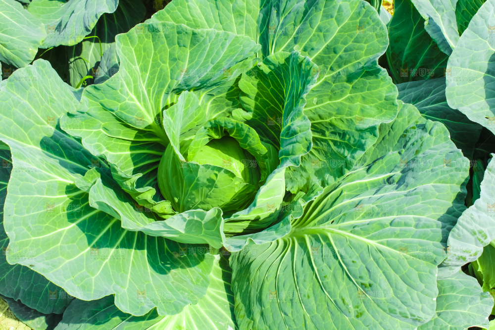 地里种着包菜