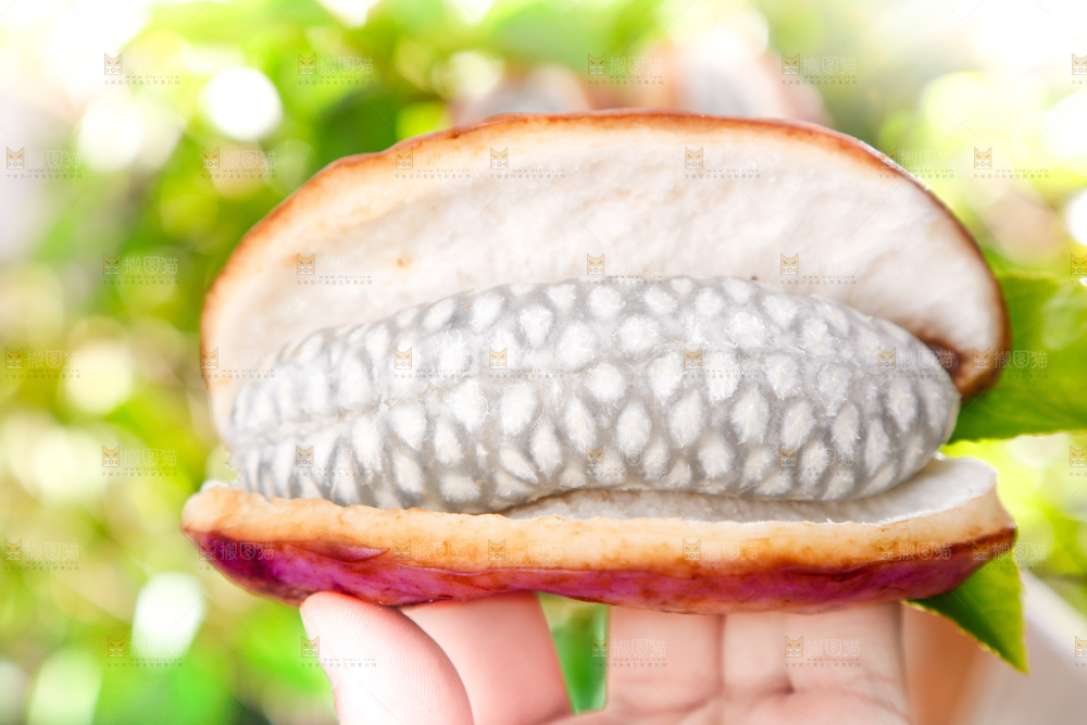 手里拿着新鲜八月瓜
