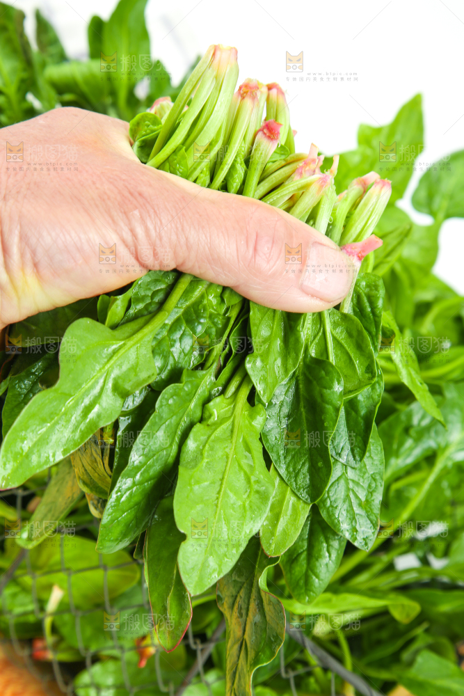 手里拿着一把菠菜
