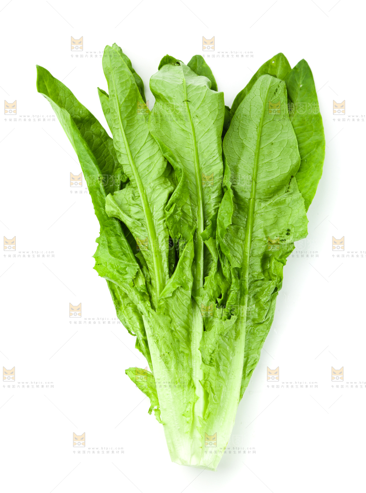 白底上的嫩油麦菜