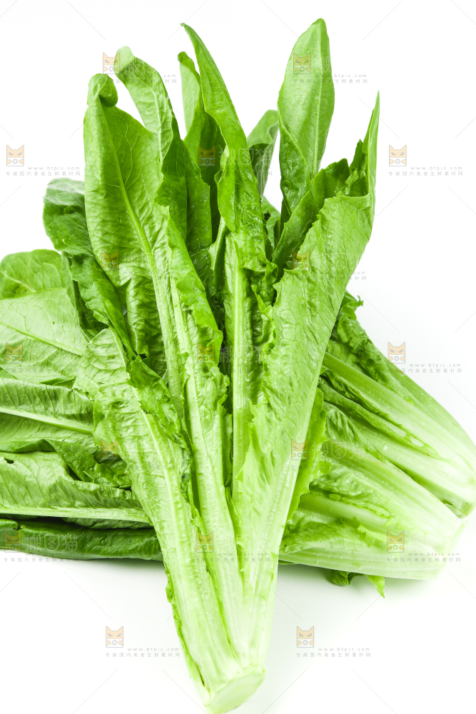 白底上的嫩油麦菜