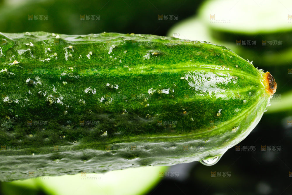 长黄瓜