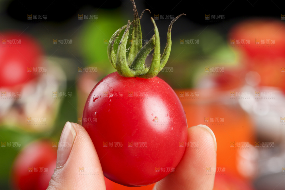手拿新鲜小番茄