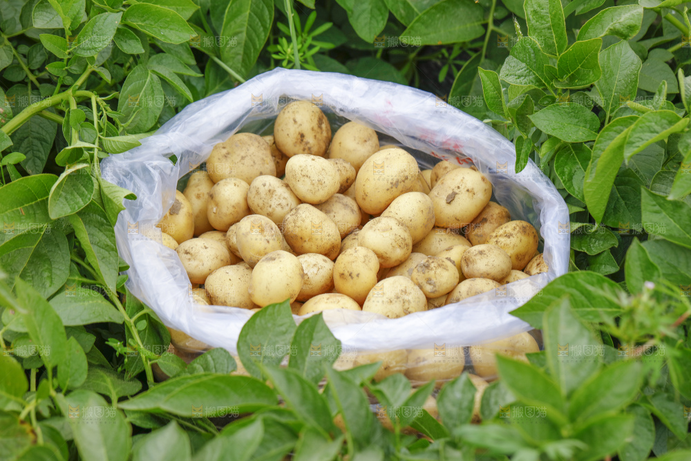 袋子里装着土豆