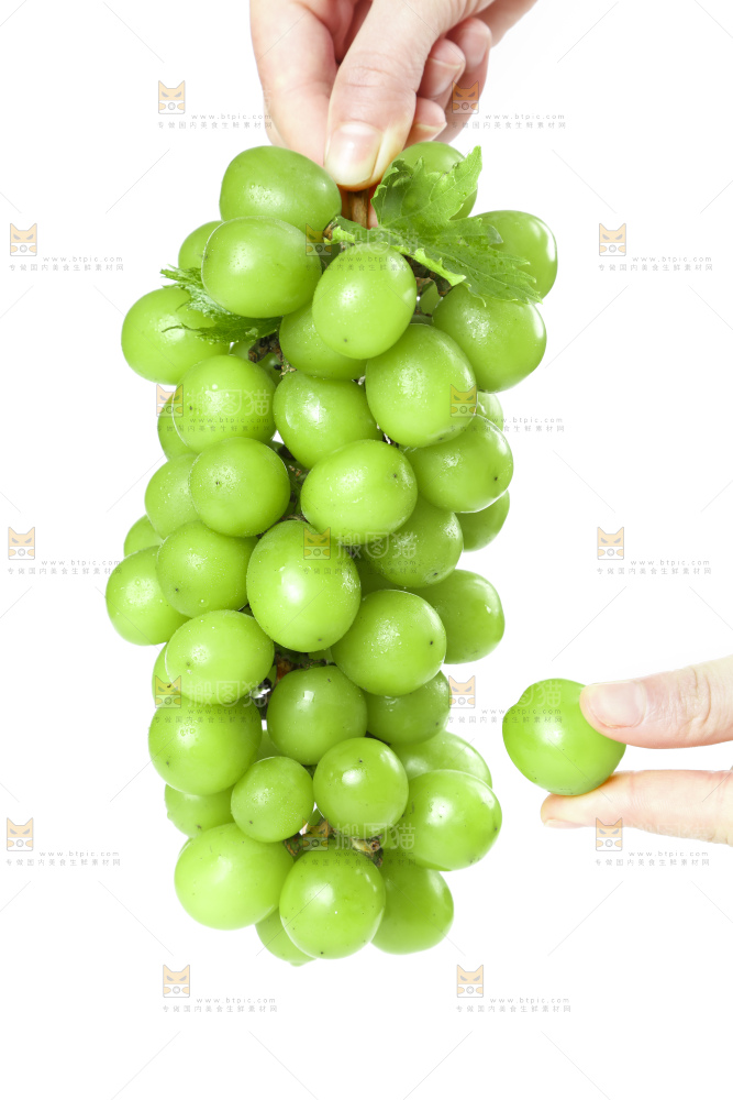 手里拿着无籽青提
